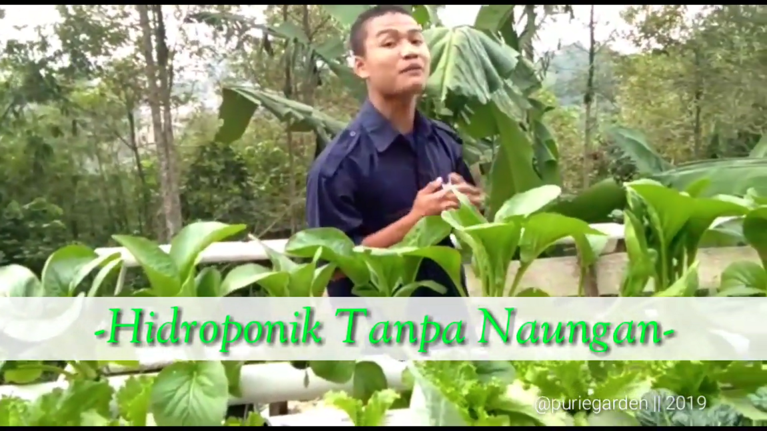 hidroponik tanpa greenhouse