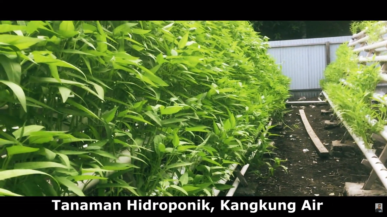 Cara Menanam Kangkung dengan Cara Hidroponik