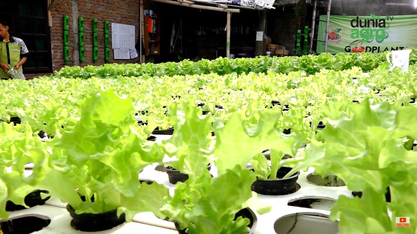 Greenhouse Bambu