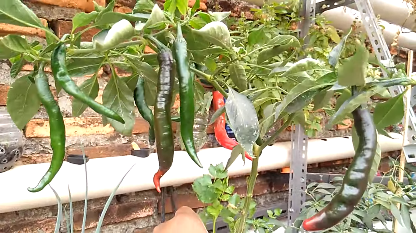 Cara menanam cabe rawit di green house