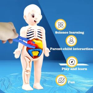 Human Body Model / Human Organ Model / Mainan Edukasi Organ Tubuh Manusia